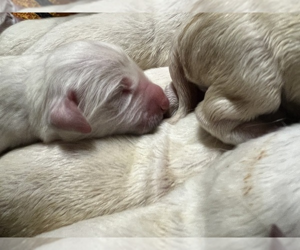 Medium Photo #19 English Cream Golden Retriever Puppy For Sale in WHITE SALMON, WA, USA
