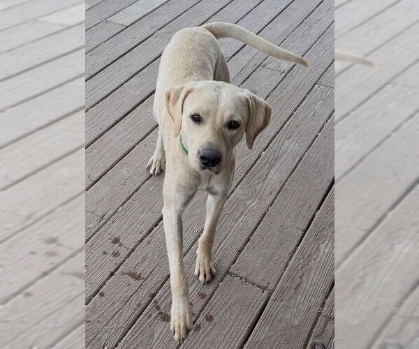 Medium Photo #2 Labrador Retriever-Unknown Mix Puppy For Sale in Fort Worth, TX, USA