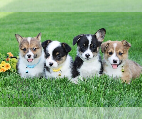 Medium Photo #2 Pembroke Welsh Corgi Puppy For Sale in PALMYRA, PA, USA