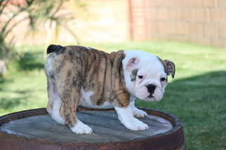 English Bulldog Puppy for sale in PALMDALE, CA, USA