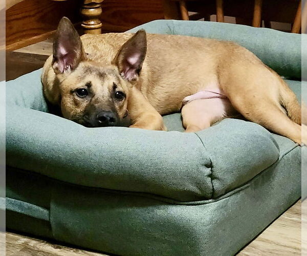 Medium Photo #4 Australian Kelpie-German Shepherd Dog Mix Puppy For Sale in Omaha, NE, USA