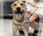 Small Retriever  Mix