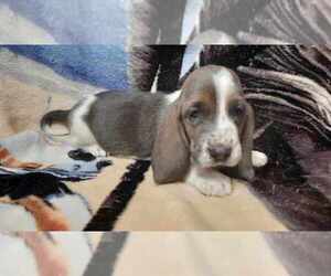Basset Hound Puppy for Sale in SALEM, West Virginia USA