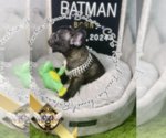 Small Photo #6 French Bulldog Puppy For Sale in ATHENS, GA, USA