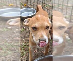 Labrador Retriever-Unknown Mix Dogs for adoption in San Antonio, TX, USA