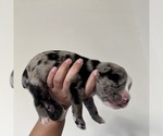 Small #2 Australian Shepherd