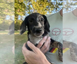 Beagle-Unknown Mix Dogs for adoption in Springdale, PA, USA
