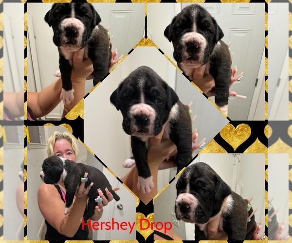 Medium Photo #3 Boxer Puppy For Sale in COLUMBIA, SC, USA