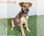 Small Shepradors
