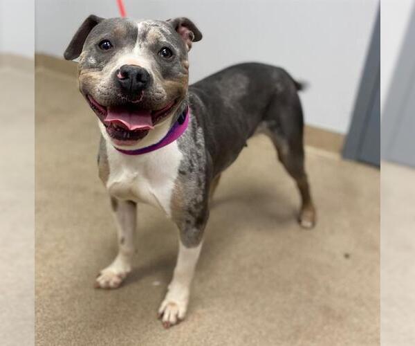 Medium Photo #1 Staffordshire Bull Terrier-Unknown Mix Puppy For Sale in Aurora, CO, USA