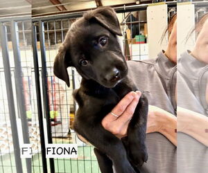 Labrador Retriever-Unknown Mix Dogs for adoption in GILBERTS, IL, USA