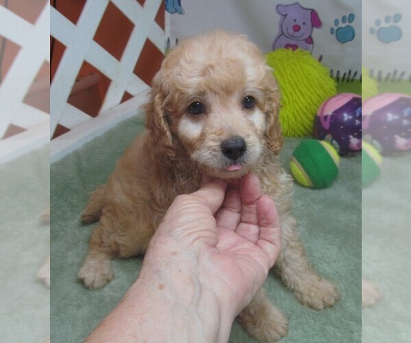 Medium Photo #6 Cavapoo Puppy For Sale in RATTAN, OK, USA