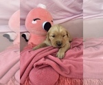 Small Photo #3 Golden Retriever Puppy For Sale in CARNESVILLE, GA, USA