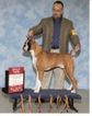 Small Photo #14 Boxer Puppy For Sale in GRAYSON, GA, USA