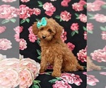 Small Photo #2 Poodle (Miniature) Puppy For Sale in OXFORD, PA, USA