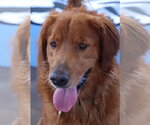 Small #1 Golden Retriever