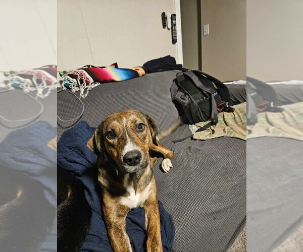 Medium Photo #2 Plott Hound-Unknown Mix Puppy For Sale in Aurora, IN, USA