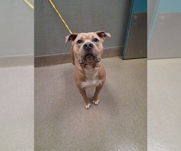 Medium Photo #1 Mutt Puppy For Sale in Las Vegas, NV, USA