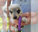 Small #2 Australian Cattle Dog