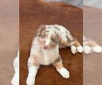 Small Photo #12 Australian Shepherd Puppy For Sale in WESLEY CHAPEL, FL, USA