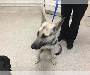 German Shepherd Dog Dogs for adoption in Riverside, CA, USA