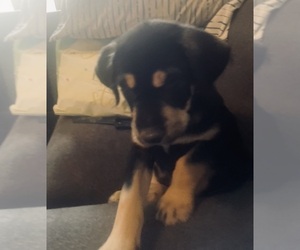 American Mastiff-German Shepherd Dog Mix Dog for Adoption in YUMA, Arizona USA