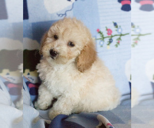 Goldendoodle Puppy for sale in MILWAUKEE, WI, USA