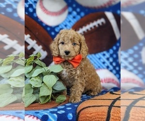 Cock-A-Poo Puppy for sale in KIRKWOOD, PA, USA