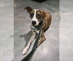 Small #1 Mutt