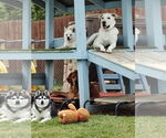 Small #3 Huskies -Labrador Retriever Mix