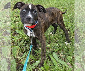 Mutt Dogs for adoption in Clarkston, MI, USA