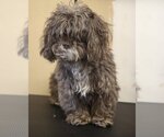 Small Photo #4 ShihPoo Puppy For Sale in Pittsburg, CA, USA