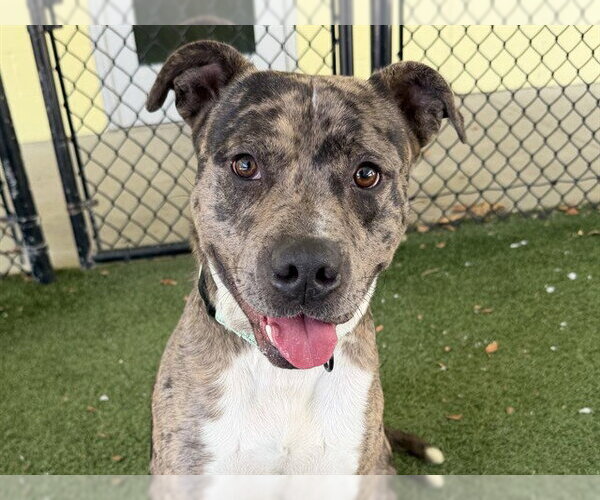Medium Photo #1 Catahoula Leopard Dog-Unknown Mix Puppy For Sale in Tavares, FL, USA