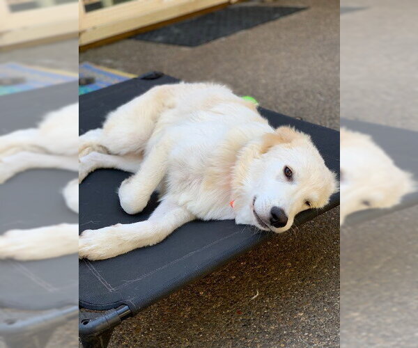 Medium Photo #9 Great Pyrenees Puppy For Sale in Spring, TX, USA