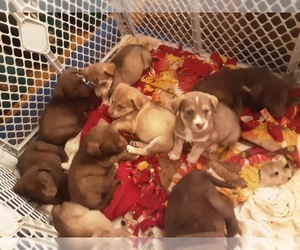 Labrador Retriever-Siberian Husky Mix Puppy for sale in LA PORTE CITY, IA, USA