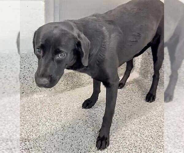 Medium Photo #1 Labrador Retriever-Unknown Mix Puppy For Sale in Houston, TX, USA