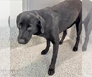 Labrador Retriever-Unknown Mix Dogs for adoption in Houston, TX, USA