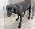 MARABELLA - Female Labrador Retriever-Unknown Mix Dog for Adoption - Small photo