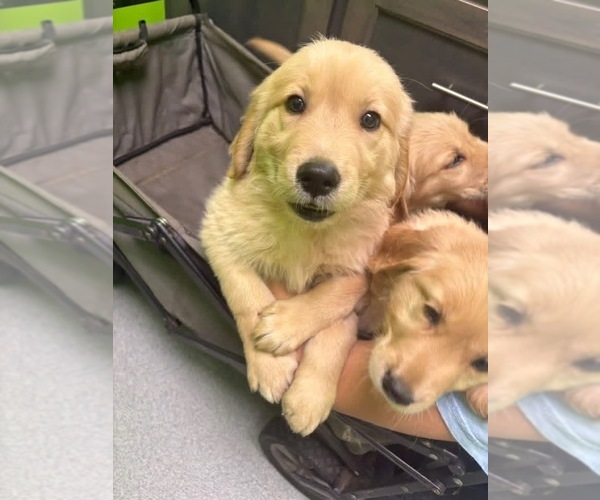 Medium Photo #20 Golden Retriever Puppy For Sale in BOILING SPGS, SC, USA