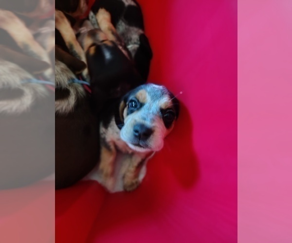 Medium Photo #23 Beagle Puppy For Sale in BOWLING GREEN, MO, USA