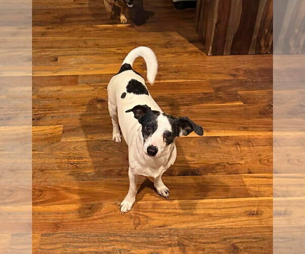 Medium Photo #1 Chihuahua-Unknown Mix Puppy For Sale in Holly Springs, NC, USA