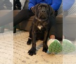 Small Photo #44 Boerboel Puppy For Sale in LAS CRUCES, NM, USA