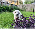 Small #1 Great Pyrenees