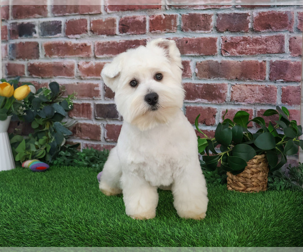 Medium Photo #12 West Highland White Terrier Puppy For Sale in SYRACUSE, IN, USA