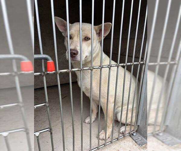 Medium Photo #1 Mutt Puppy For Sale in Oklahoma City, OK, USA