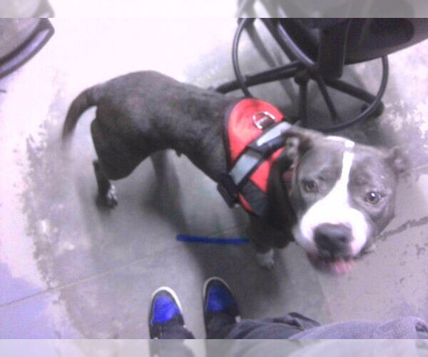 Medium Photo #1 American Bulldog-Unknown Mix Puppy For Sale in Tallahassee, FL, USA