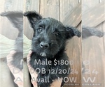 Puppy Puppy 7 Scottish Terrier