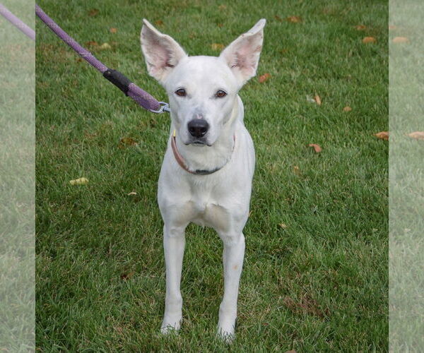 Medium Photo #3 Boxer-Unknown Mix Puppy For Sale in Huntley, IL, USA