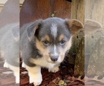 Small Photo #5 Pembroke Welsh Corgi Puppy For Sale in ODIN, IL, USA