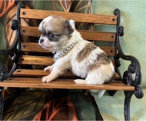 Chihuahua Puppy for sale in NEWVILLE, PA, USA